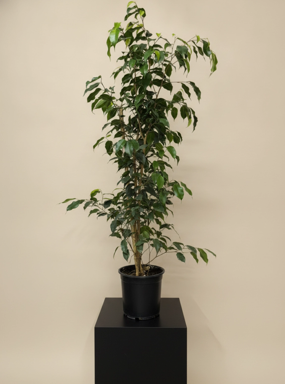 Büyük Boy Ficus Benjamin