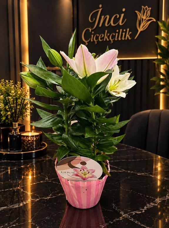 Saksıda Lilyum